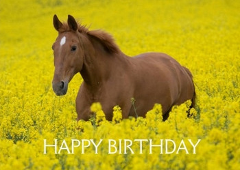 Beautiful stock of happy birthday wishes with horses birt...