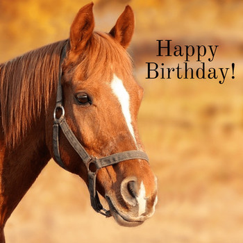 Happy birthday horse pixteller design