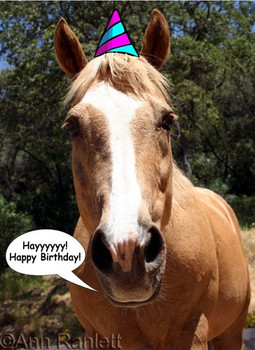 Funny happy birthday images with horses images happy birt...