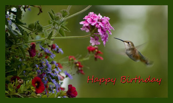 Image result for happy birthday hummingbird pictures card...