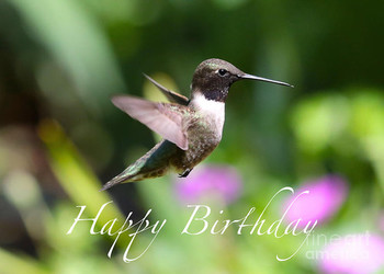 Hummingbird birthday card photograph by carol groenen