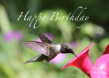 Hummingbird at feeder birthday card photograph by carol g...