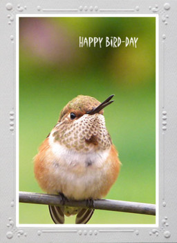Hummingbird greeting cards hummingbird photos