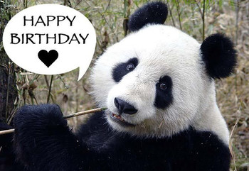 Happy panda birthday