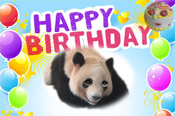 Funny panda singing happy birthday to you youtube