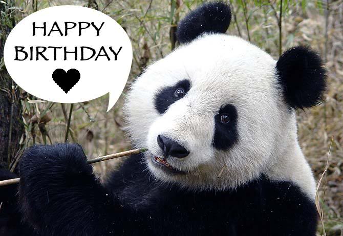 Happy panda birthday