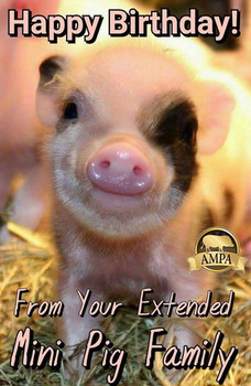 Ampa mini pig birthday cards american mini pig online store