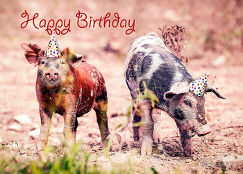 Happy birthday pigs in party hats stickers by mary taylor