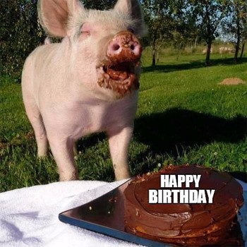 Happy birthday pig meme generator imgflip
