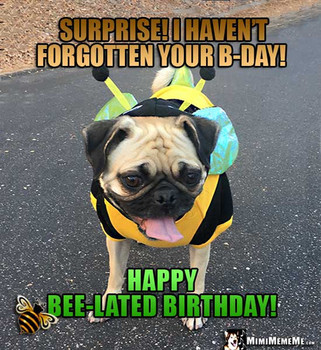 Funny pug in bee costume tells bee jokes and riddles pg