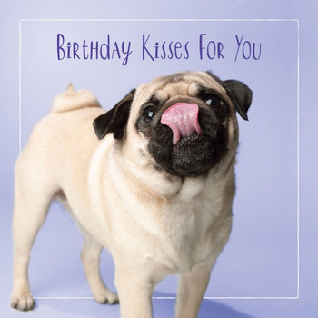 Happy birthday pug pictures google zoeken babies pinterest
