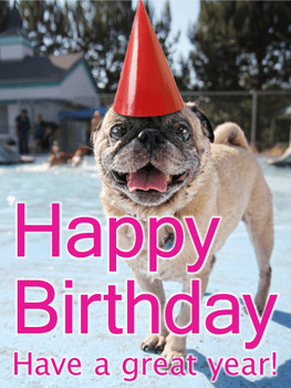 Birthday party pug card birthday amp greeting cards by da...