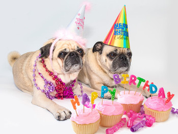 Happy birthday lady isabella – pugsville – lord byron and...