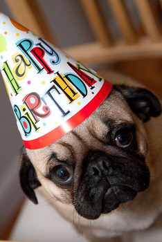 Happy birthday sister pug meme google search pugs pinterest