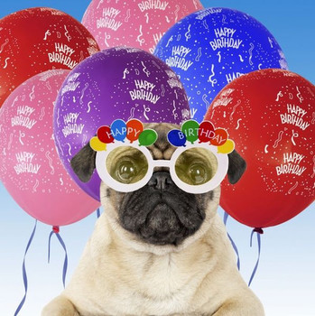 Dog pug wearing happy birthday glasses with streamers photo