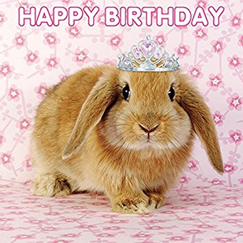 The d collection birthday card happy birthday bunny amazo...