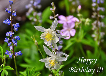 Wildflowers birthday greeting card photograph by greg nor...