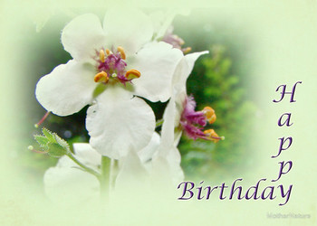 Moth mullein wildflowers happy birthday by mothernature r...