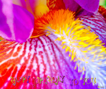 Backgrounds macro flowers macro iris flower macro №