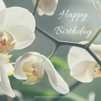 Our happy birthday collection birthday wishes expert birt...