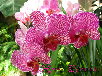Happy birthday orchids photograph by beth tidd