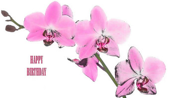 Ankita flowers amp flores happy birthday youtube