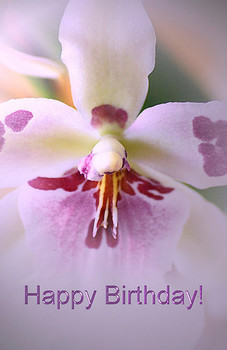 Happy birthday orchid anniversary amp birthday wishes pin...
