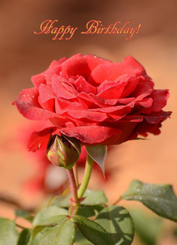 Happy birthday rose photograph by zina stromberg