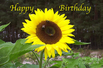 Happy birthday greeting card sunflower photograph by sasc...
