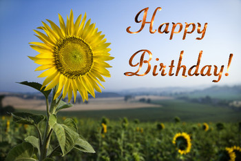Birthday sunflower free flowers ecards greeting cards