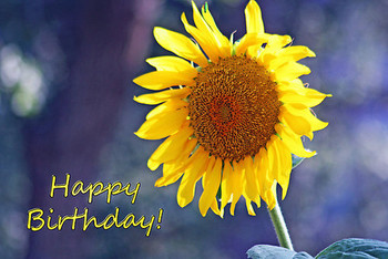 Sunflower happy birthday card posters by corri gryting gu...
