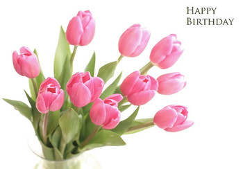 Birthday tulips daily shoot photo using soft light ive … ...