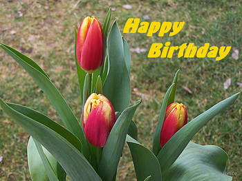 Happy birthday tulips card by jonice redbubble