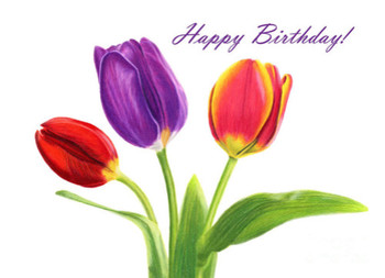 Tulip trio happy birthday cards painting by sarah batalka