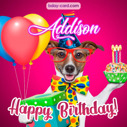 Greeting photos for Addison with Jack Russal Terrier