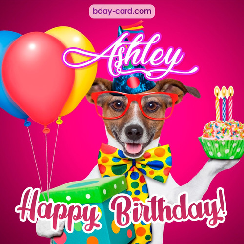 Greeting photos for Ashley with Jack Russal Terrier