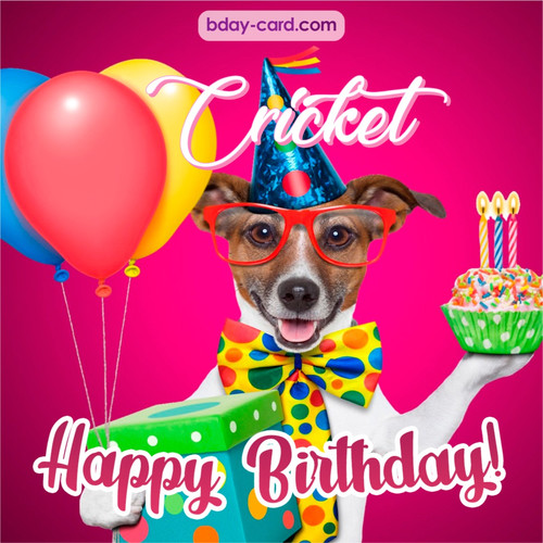 Greeting photos for Cricket with Jack Russal Terrier