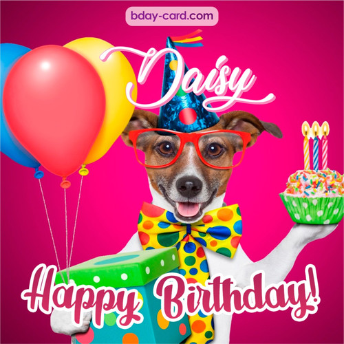 Greeting photos for Daisy with Jack Russal Terrier