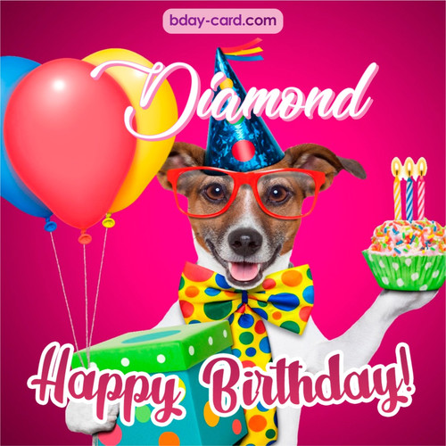 Greeting photos for Diamond with Jack Russal Terrier