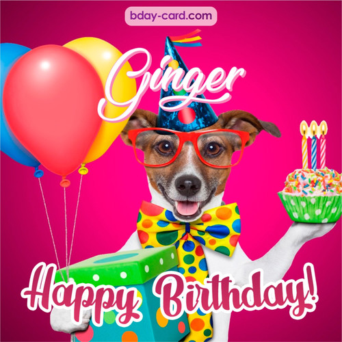 Greeting photos for Ginger with Jack Russal Terrier