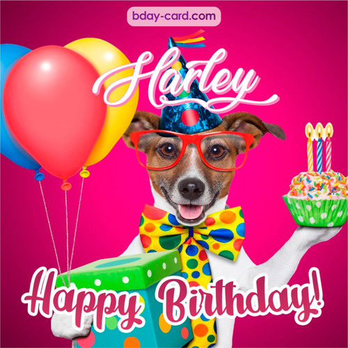 Greeting photos for Harley with Jack Russal Terrier