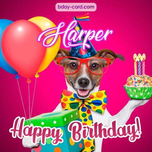 Greeting photos for Harper with Jack Russal Terrier