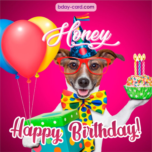 Greeting photos for Honey with Jack Russal Terrier