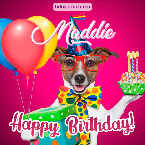 Greeting photos for Maddie with Jack Russal Terrier