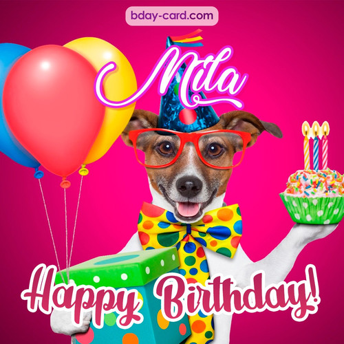 Greeting photos for Mila with Jack Russal Terrier
