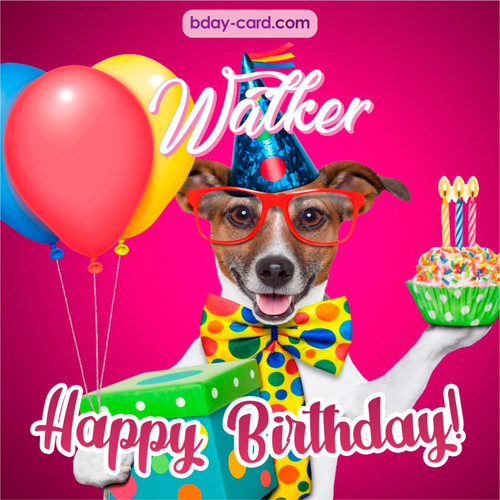 Greeting photos for Walker with Jack Russal Terrier